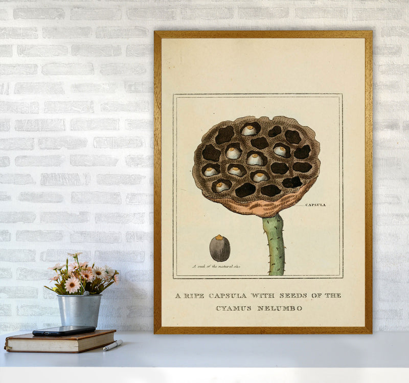 Vintage Flower Series 3 Art Print by Jason Stanley A1 Print Only