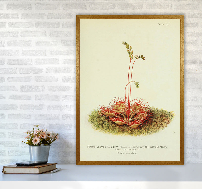 A Carnivorous Plant Art Print by Jason Stanley A1 Print Only