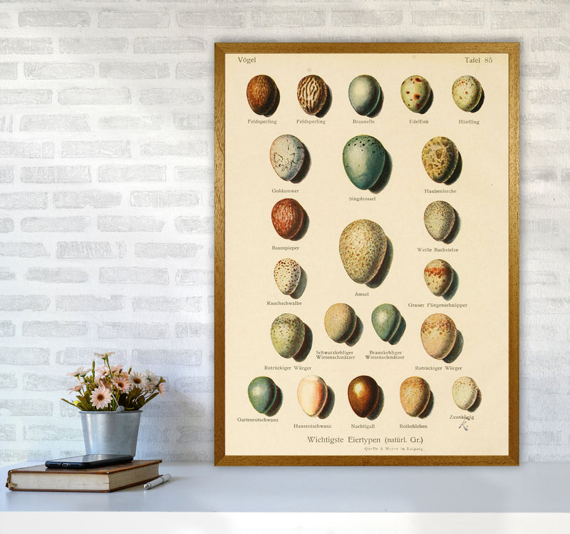 Vintage Set Of Eggs Art Print by Jason Stanley A1 Print Only