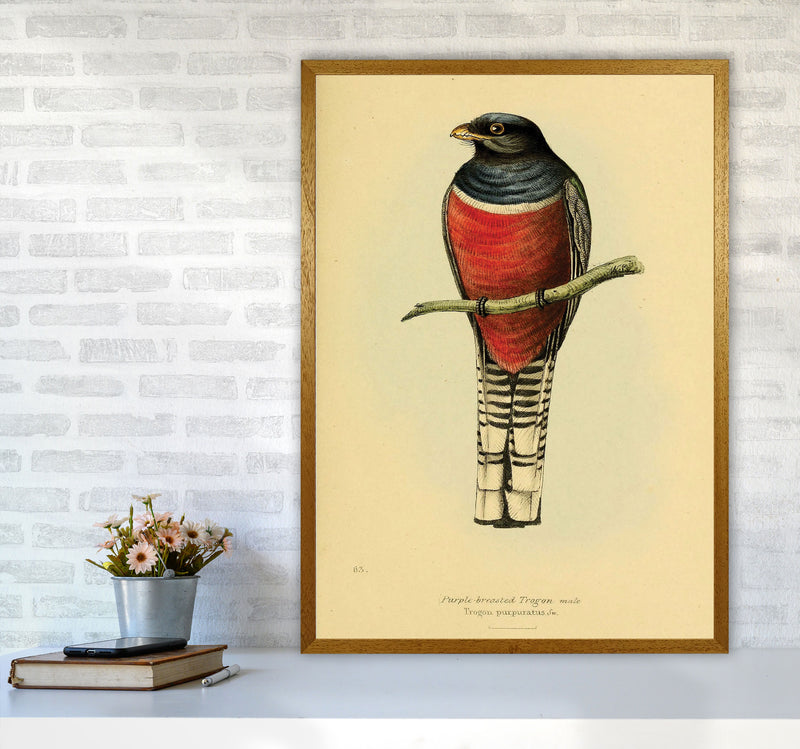 Purple Breasted Trogon Art Print by Jason Stanley A1 Print Only
