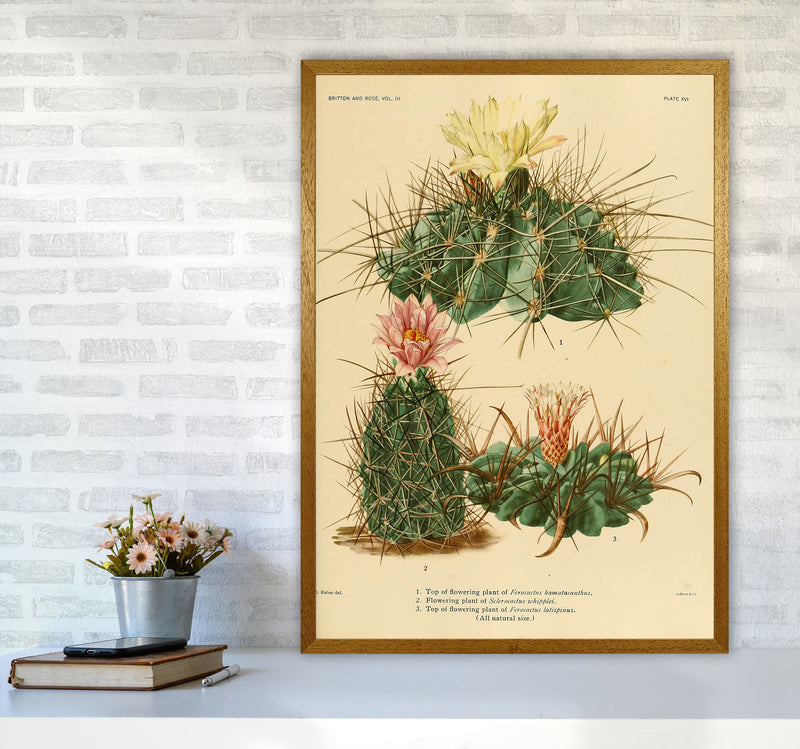 Cactus Series 11 Art Print by Jason Stanley A1 Print Only