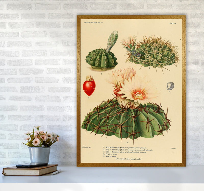 Cactus Series 14 Art Print by Jason Stanley A1 Print Only
