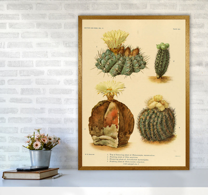 Cactus Series 16 Art Print by Jason Stanley A1 Print Only