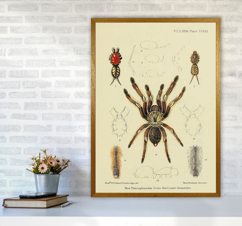 Vintage Tarantula Art Print by Jason Stanley A1 Print Only