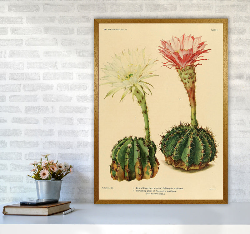 Cactus Series 5 Art Print by Jason Stanley A1 Print Only