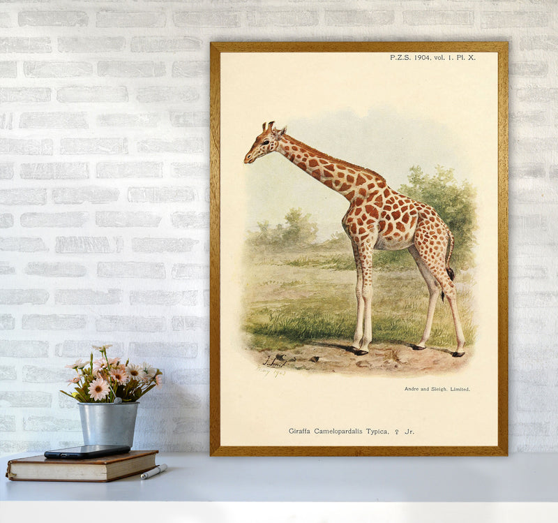 The Gentle Giraffe Art Print by Jason Stanley A1 Print Only