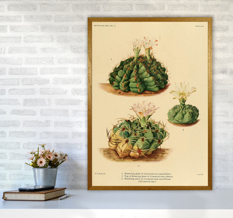 Cactus Series 13 Art Print by Jason Stanley A1 Print Only