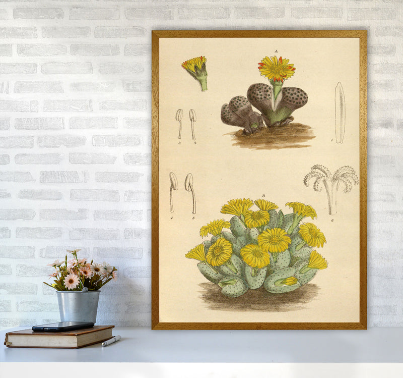 Vintage Cactus III Art Print by Jason Stanley A1 Print Only