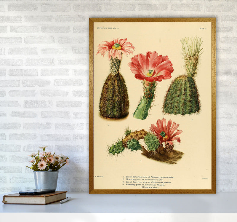 Cactus Series 2 Art Print by Jason Stanley A1 Print Only