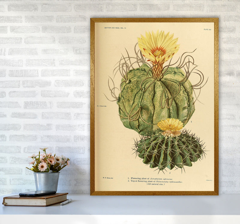 Cactus Series 15 Art Print by Jason Stanley A1 Print Only
