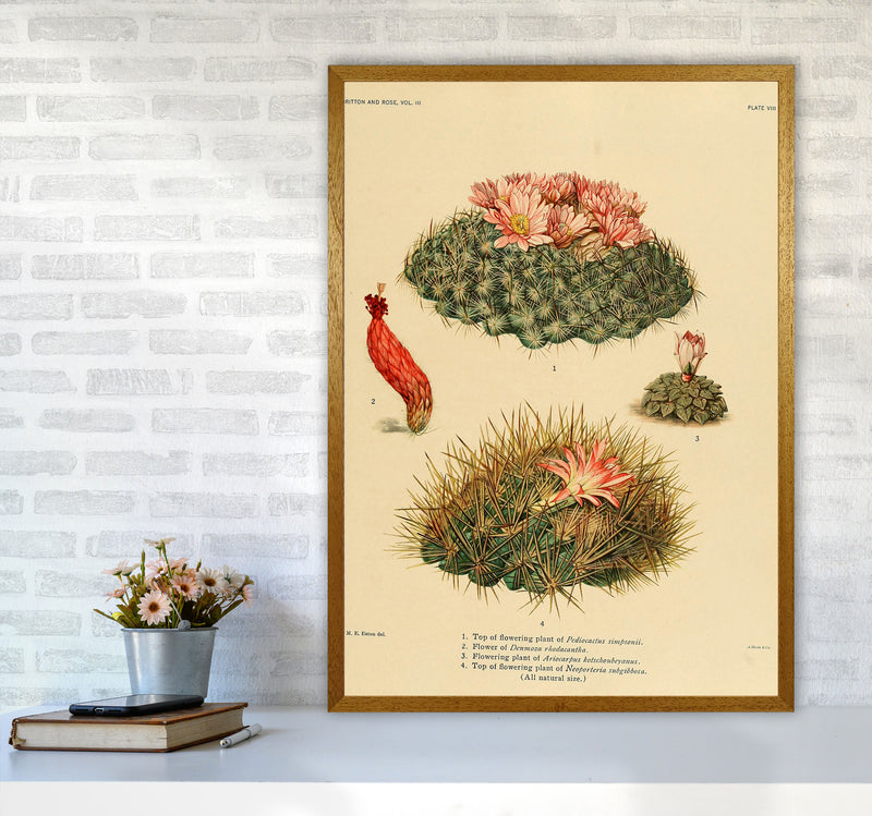 Cactus Series 7 Art Print by Jason Stanley A1 Print Only