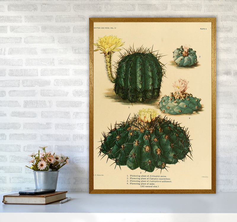 Cactus Series8 Art Print by Jason Stanley A1 Print Only