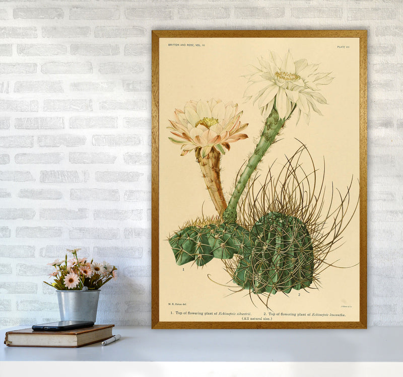 Cactus Series 6 Art Print by Jason Stanley A1 Print Only