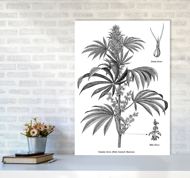 Cannabis Sativa Botanical Illustration Art Print by Jason Stanley A1 Black Frame