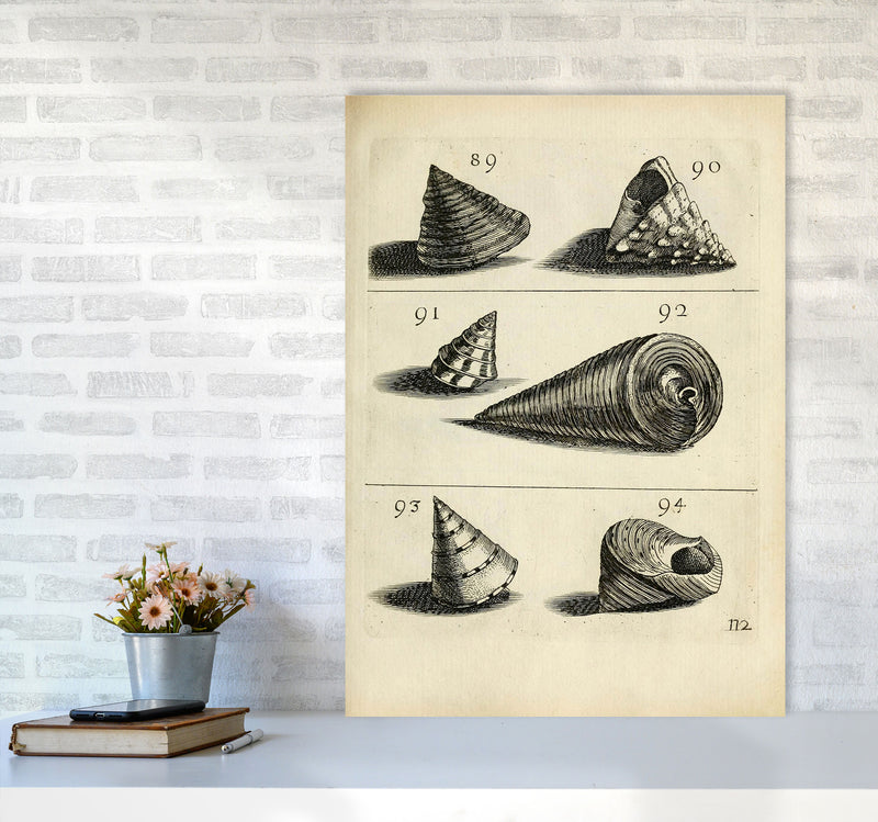 Set Of Vintage Shells Art Print by Jason Stanley A1 Black Frame
