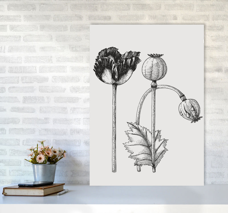 Vintage Poppy Plant Art Print by Jason Stanley A1 Black Frame