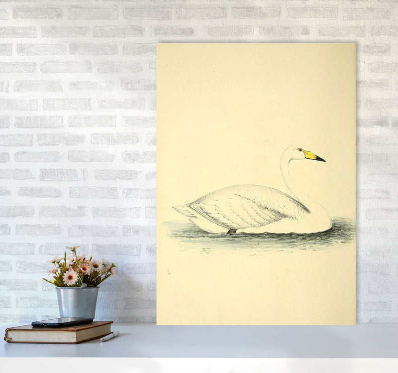 Vintage Swan Art Print by Jason Stanley A1 Black Frame