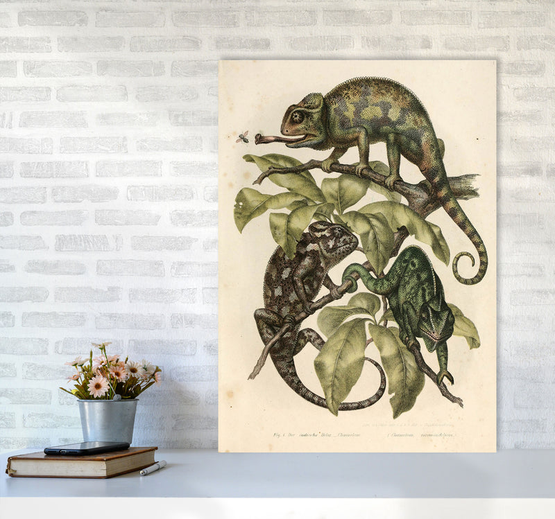 Vintage Chameleon Illustration Art Print by Jason Stanley A1 Black Frame