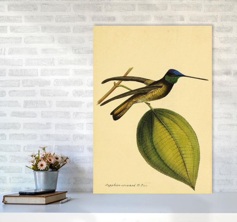 Sapphire Crowned Hummingbird Art Print by Jason Stanley A1 Black Frame
