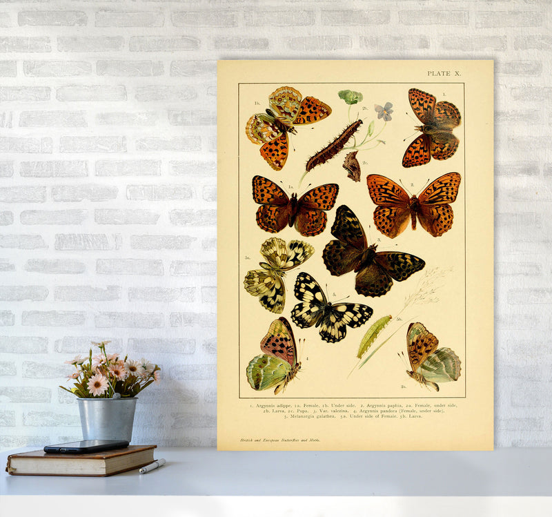 Vintage Butterfly Illustration Art Print by Jason Stanley A1 Black Frame