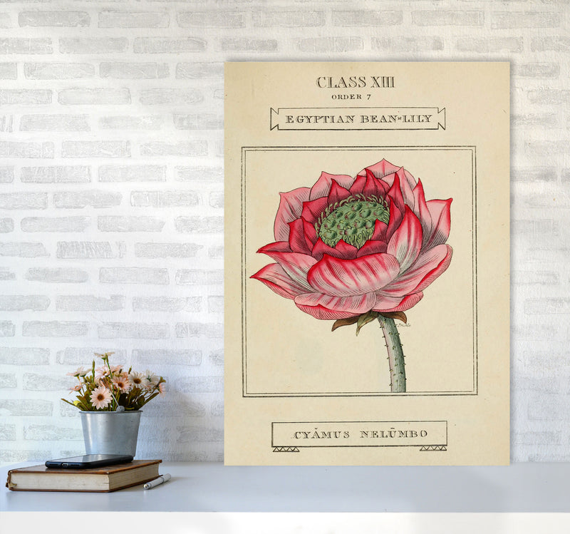 Vintage Flower Series 7 Art Print by Jason Stanley A1 Black Frame