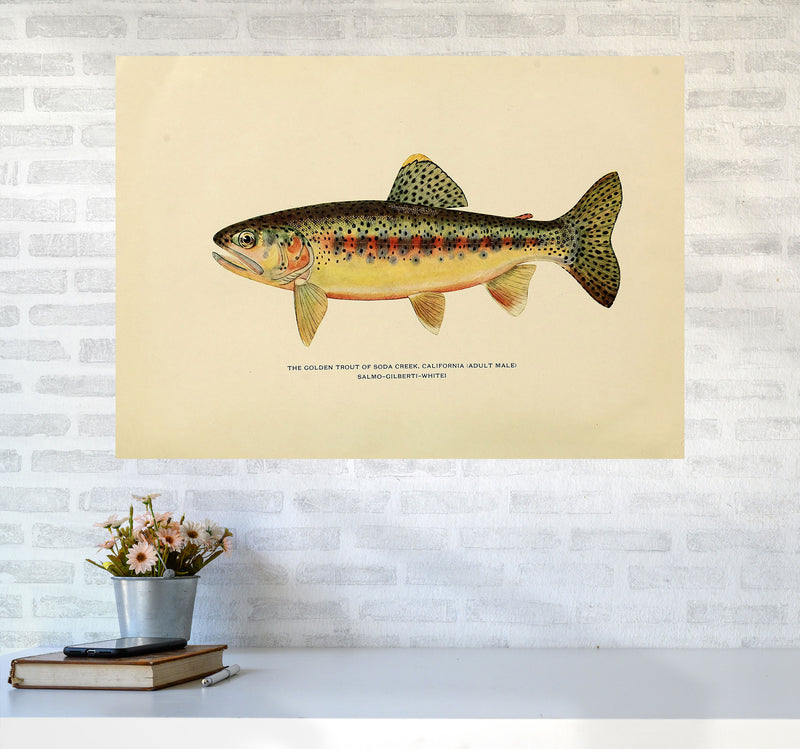 Golden Trout Illustration Art Print by Jason Stanley A1 Black Frame