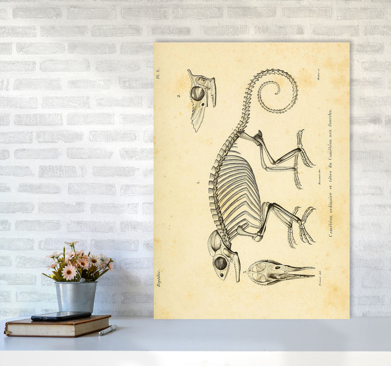 Chameleon Skeleton System Art Print by Jason Stanley A1 Black Frame