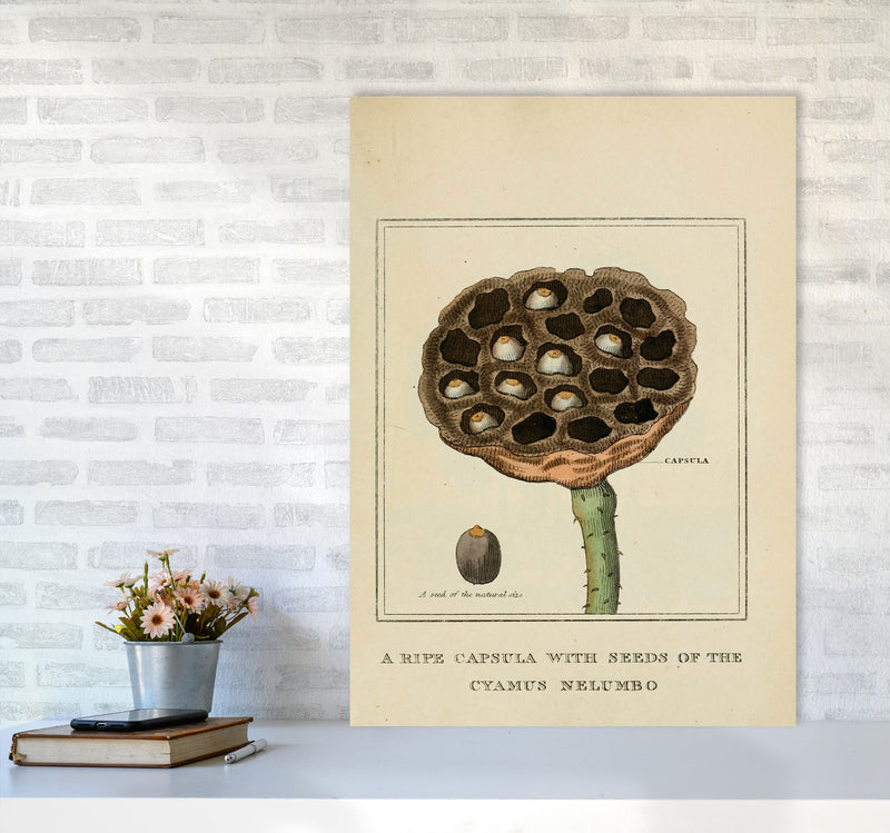 Vintage Flower Series 3 Art Print by Jason Stanley A1 Black Frame