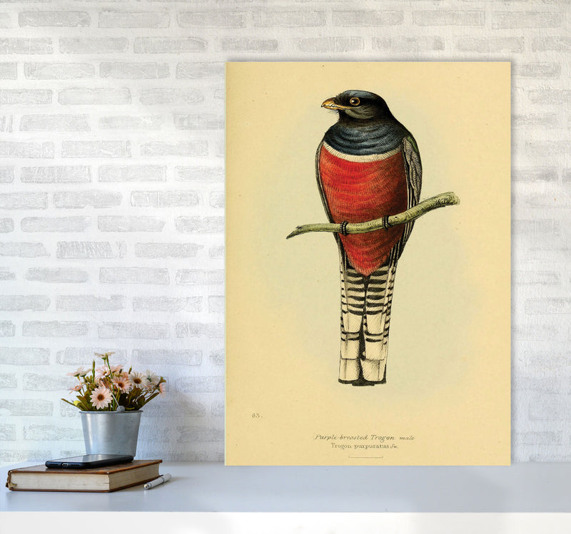 Purple Breasted Trogon Art Print by Jason Stanley A1 Black Frame