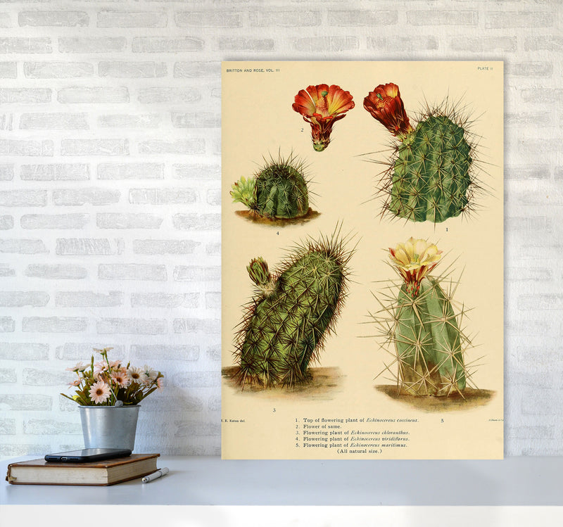 Cactus Series 1 Art Print by Jason Stanley A1 Black Frame