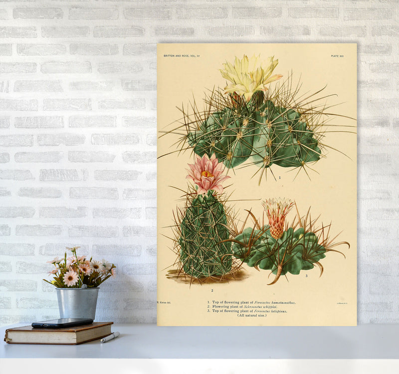 Cactus Series 11 Art Print by Jason Stanley A1 Black Frame