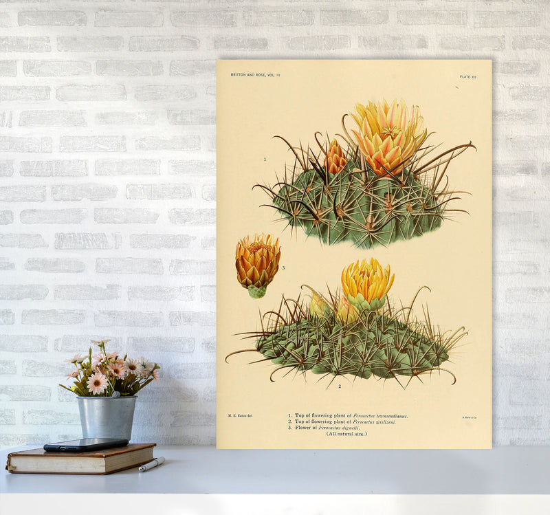 Cactus Series 9 Art Print by Jason Stanley A1 Black Frame