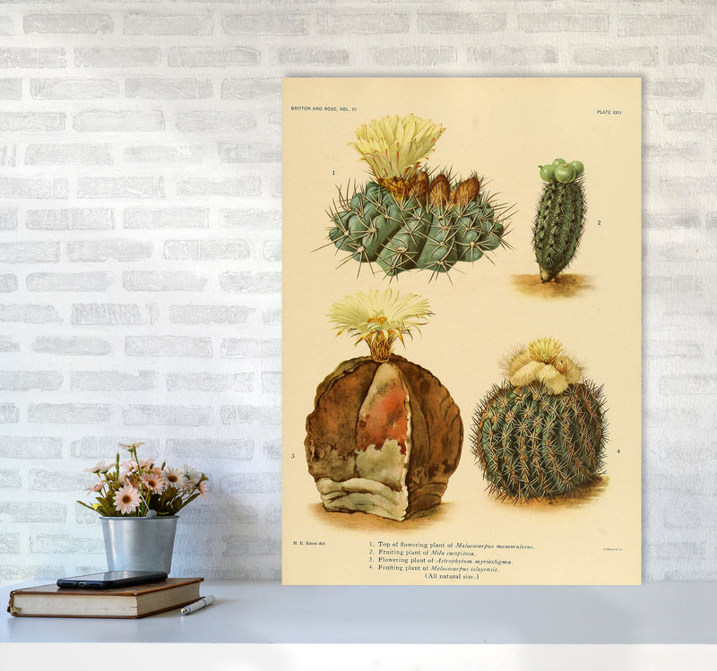 Cactus Series 16 Art Print by Jason Stanley A1 Black Frame