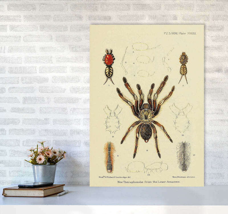 Vintage Tarantula Art Print by Jason Stanley A1 Black Frame