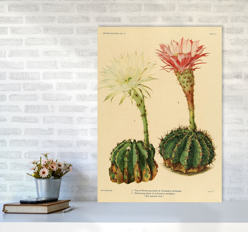 Cactus Series 5 Art Print by Jason Stanley A1 Black Frame