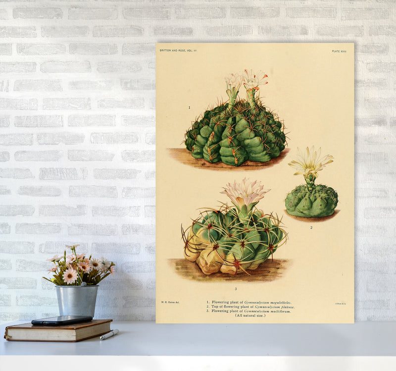 Cactus Series 13 Art Print by Jason Stanley A1 Black Frame