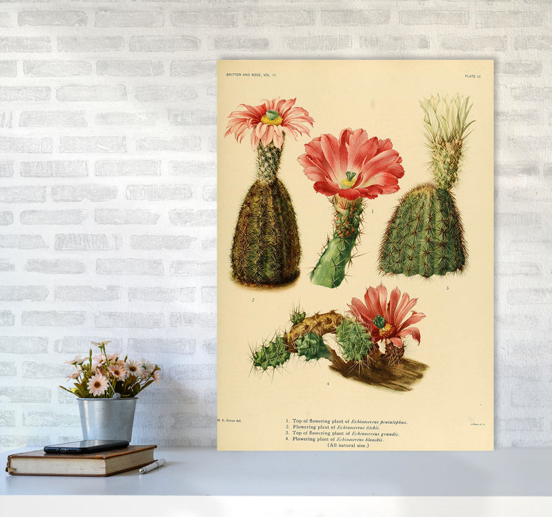 Cactus Series 2 Art Print by Jason Stanley A1 Black Frame
