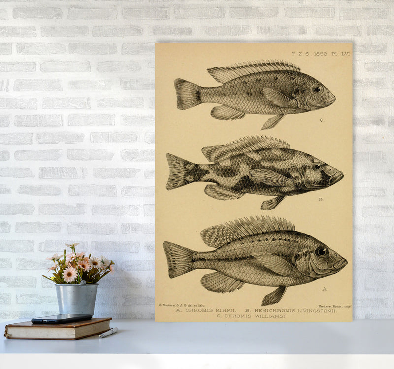Various Fish Art Print by Jason Stanley A1 Black Frame