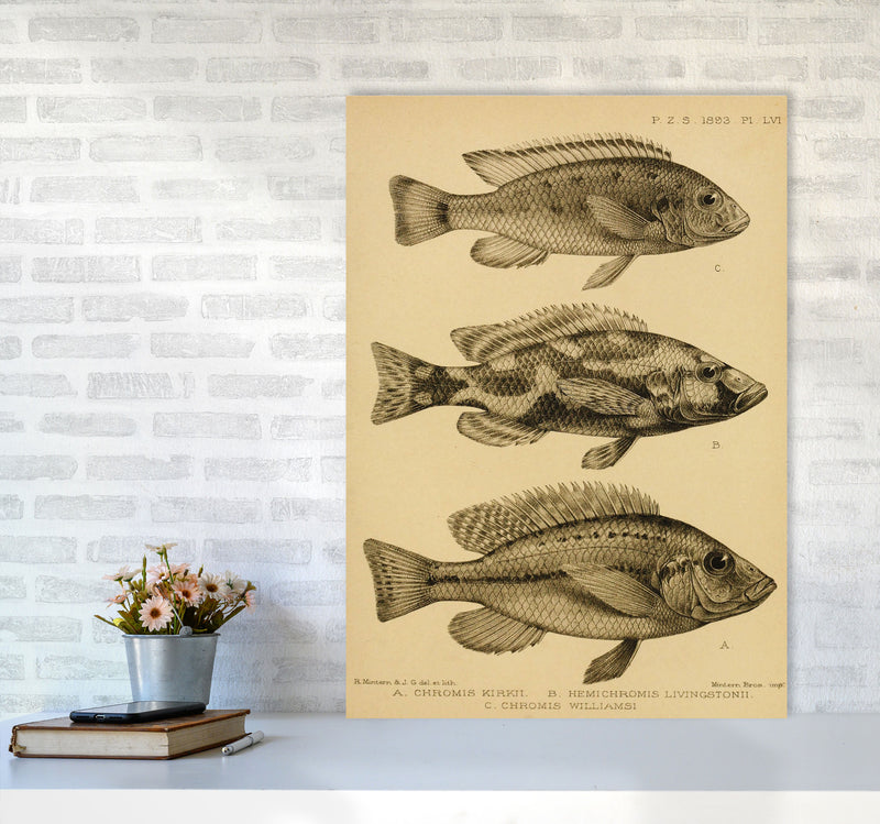 Vintage Fish Art Print by Jason Stanley A1 Black Frame