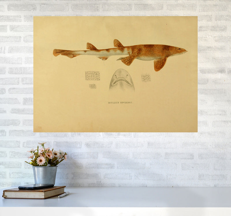 Shark Series 1 Art Print by Jason Stanley A1 Black Frame