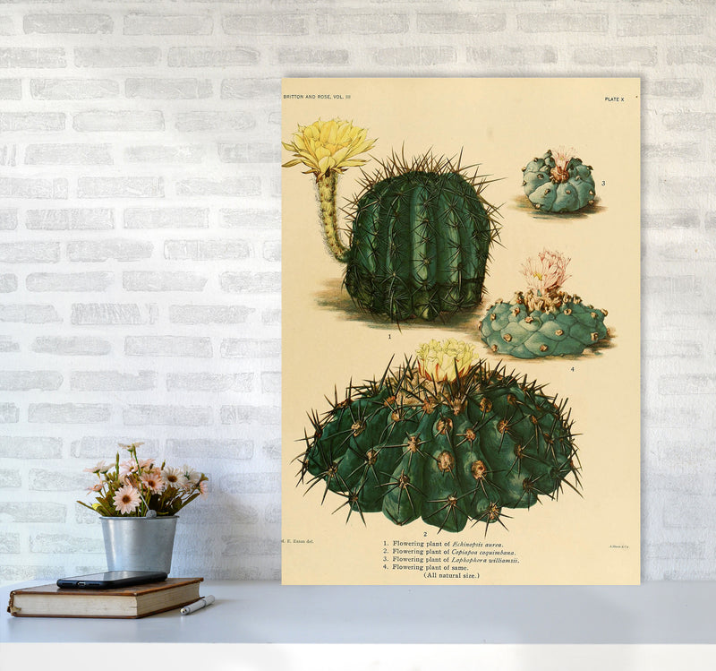 Cactus Series8 Art Print by Jason Stanley A1 Black Frame