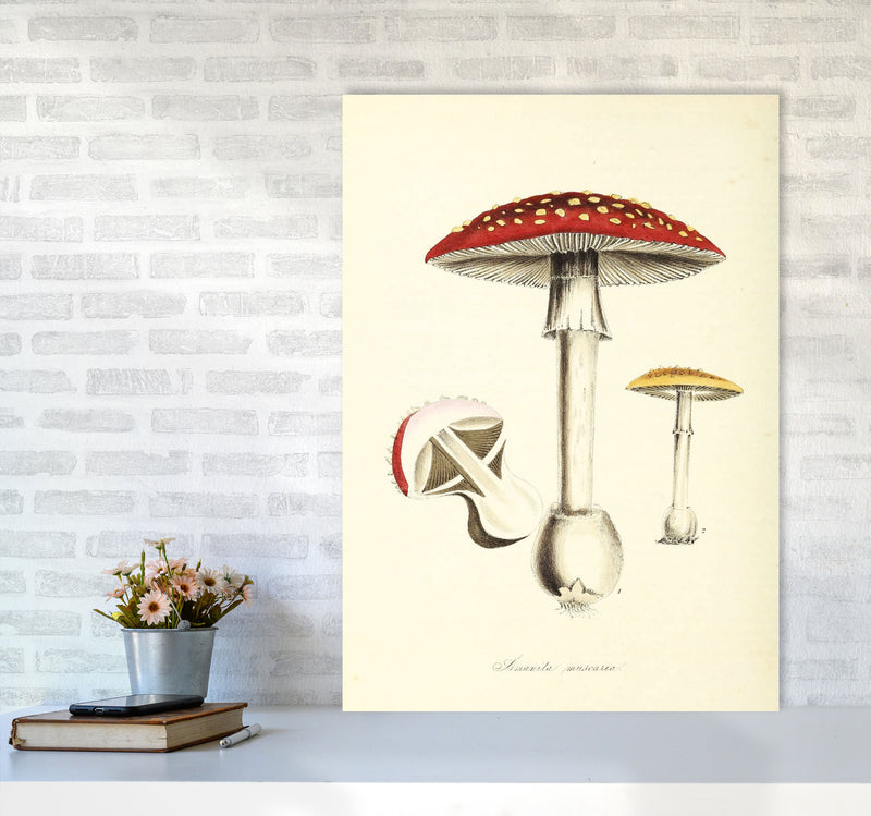Magic Mushrooms Art Print by Jason Stanley A1 Black Frame