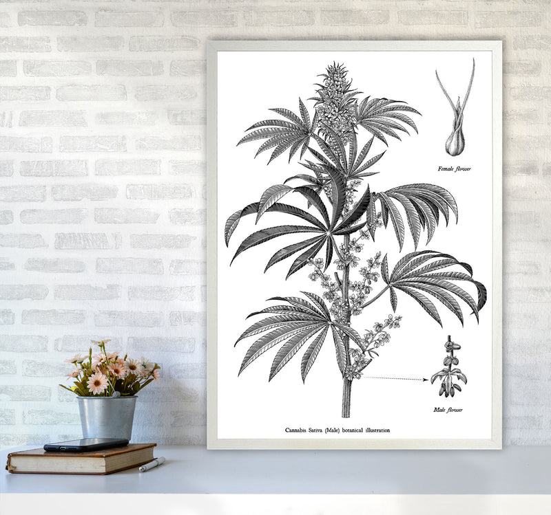 Cannabis Sativa Botanical Illustration Art Print by Jason Stanley A1 Oak Frame