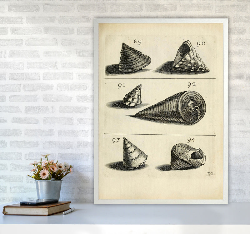 Set Of Vintage Shells Art Print by Jason Stanley A1 Oak Frame
