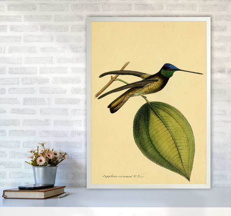 Crowned Humming Bird Art Print by Jason Stanley A1 Oak Frame