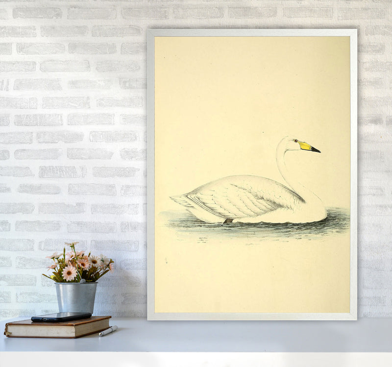 Vintage Swan Art Print by Jason Stanley A1 Oak Frame