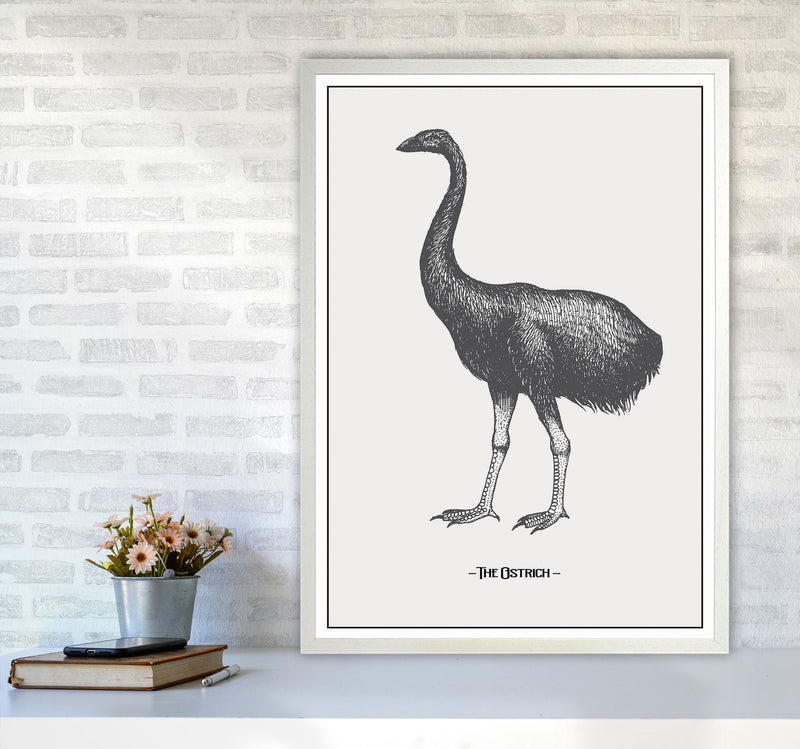 The Ostrich Art Print by Jason Stanley A1 Oak Frame