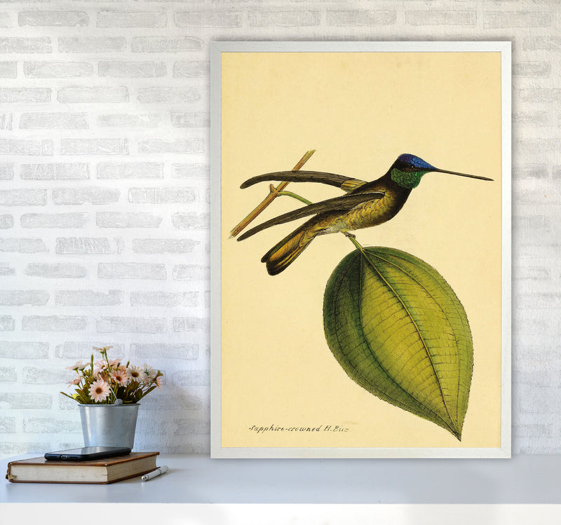 Sapphire Crowned Hummingbird Art Print by Jason Stanley A1 Oak Frame