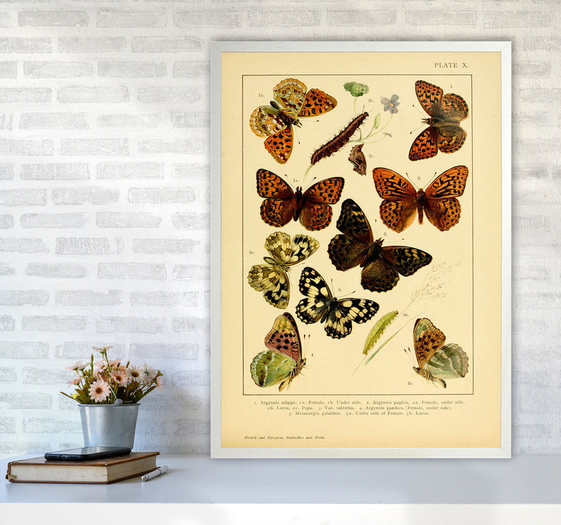 Vintage Butterfly Illustration Art Print by Jason Stanley A1 Oak Frame