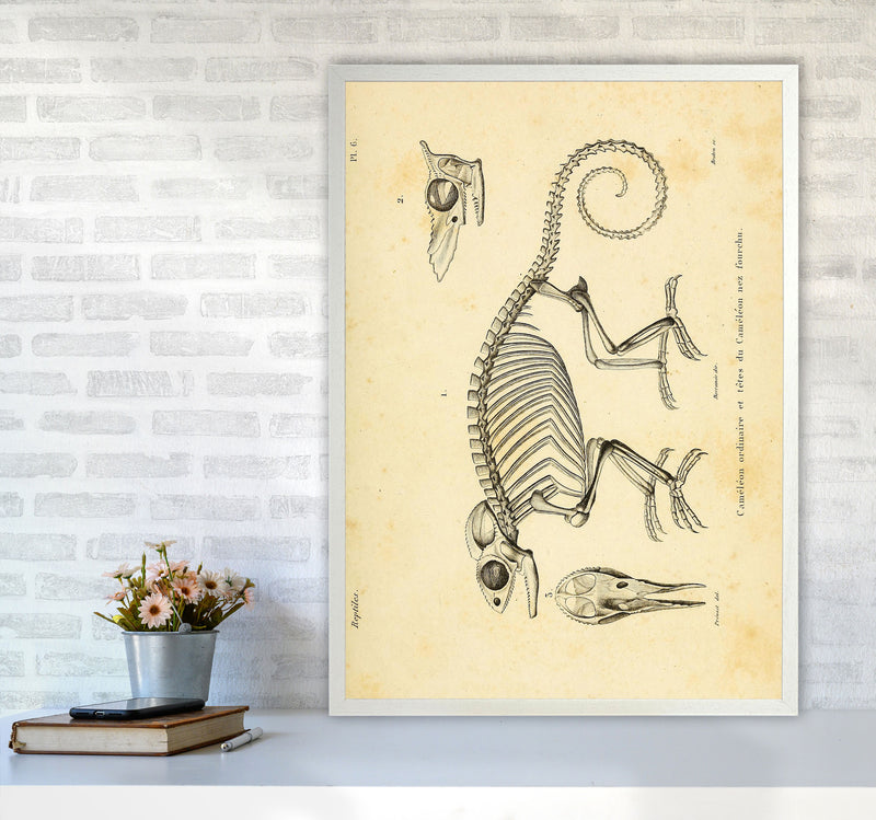 Chameleon Skeleton System Art Print by Jason Stanley A1 Oak Frame